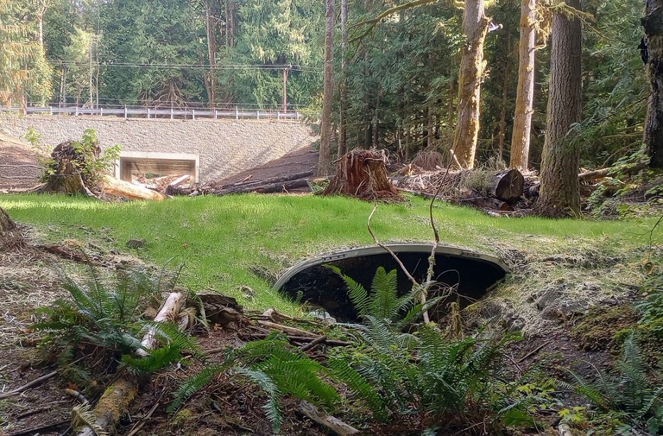 Looking at private barrier correction at Thompson Creek, tributary to the Skagit River, with newly constructed WSDOT box culvert on SR 20 shown in the background.