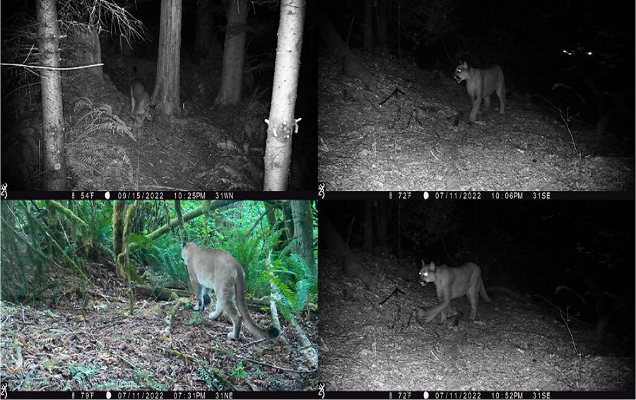 A collage of cougar detections along the interstate in the I-5&mdashCowlitz to Toutle Rivers Priority Zone