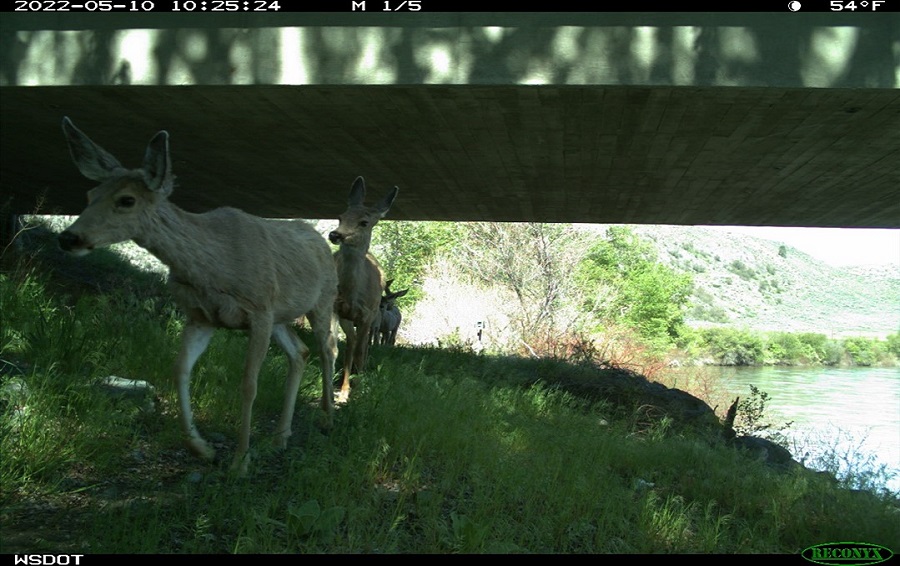 A herd of mule deer move single file through the Janis Bridge wildlife underpass