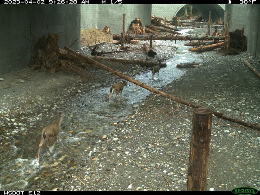 After: A black-tailed deer herd utilizes the new Padden Creek fish and wildlife crossing structure on I-5.