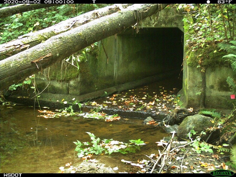 Before: This old 420-feet long, four-feet wide box culvert on Padden Creek was replaced with a fish and wildlife passable structure.