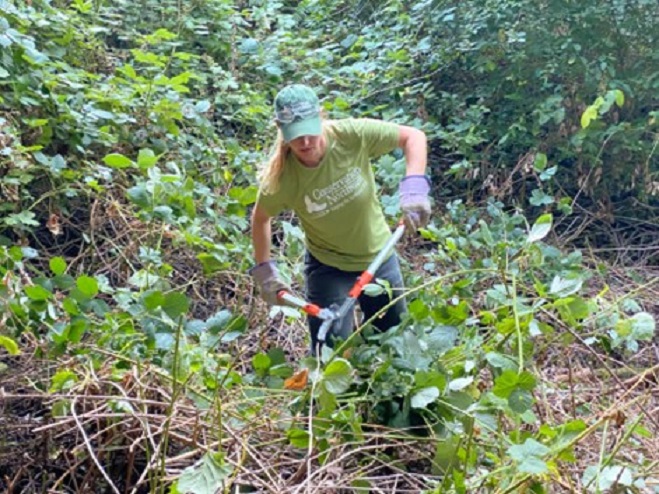 Laurel Baum, Central Cascades Watersheds Manager for Conservation Northwest, removes invasive blackberry at Washington’s oldest wildlife crossing structure. 