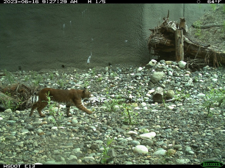 A bobcat, which was documented crossing through the old culvert before construction, returns to use the Padden Creek fish and wildlife crossing structure under I-5.