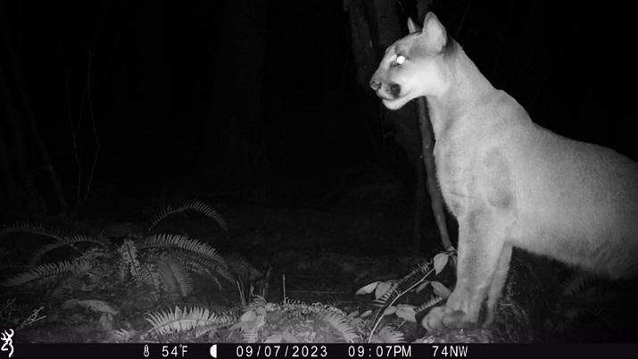 A cougar observes I-5 traffic in the Northern Linkage Zone from approximately 100 feet away.