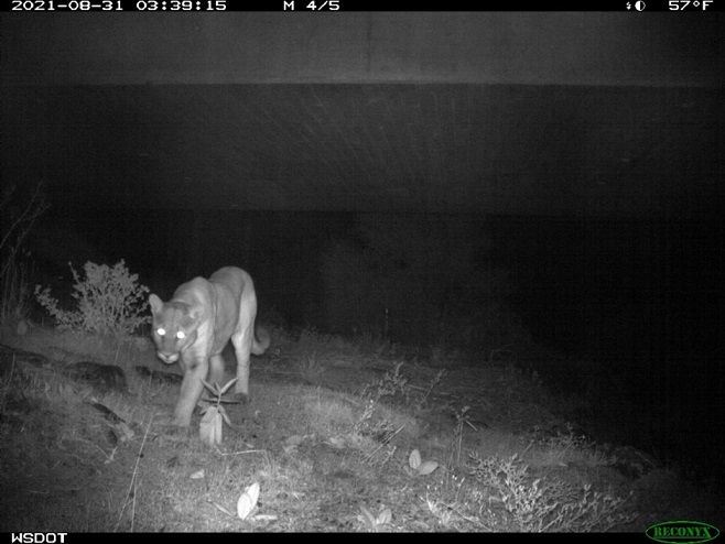 A cougar uses the Janis Bridge underpass on US 97.