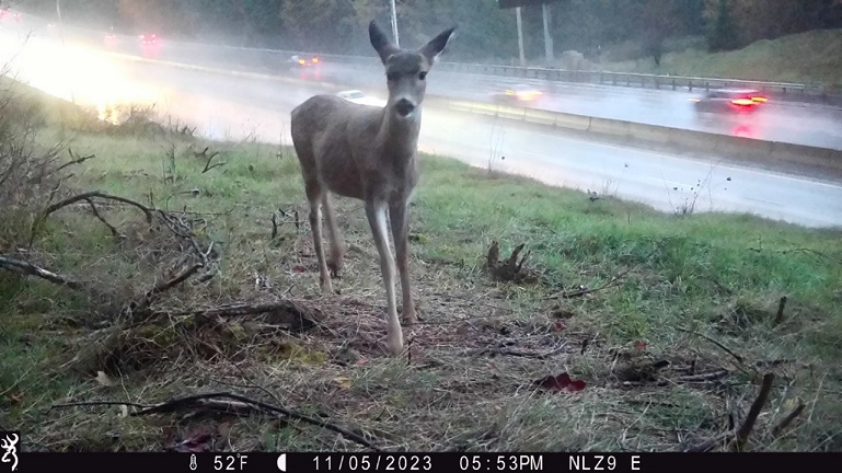 A black-tailed deer traveling adjacent to I-5 in the Northern Linkage Zone.