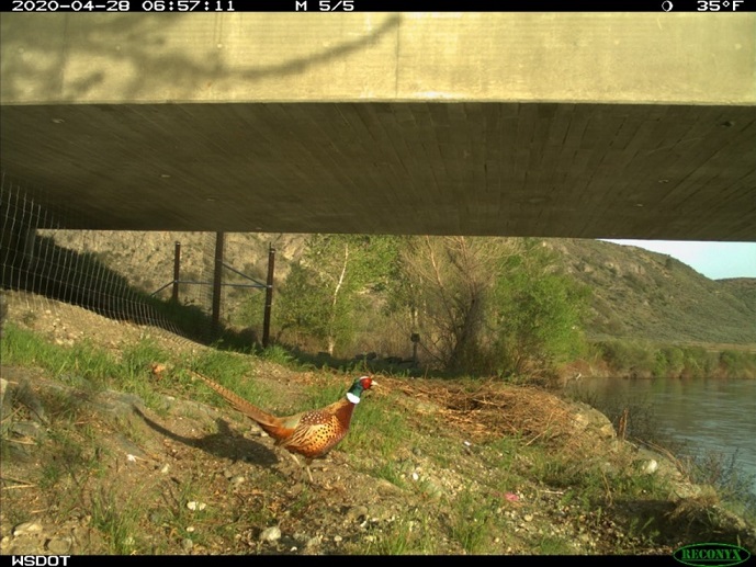 A pheasant uses the Janis Bridge underpass on US 97.