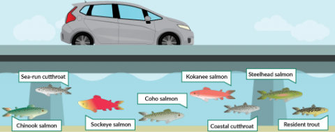 This graphic shows the species of fish that will benefit from new fish passages at Lewis and Sunset creeks.