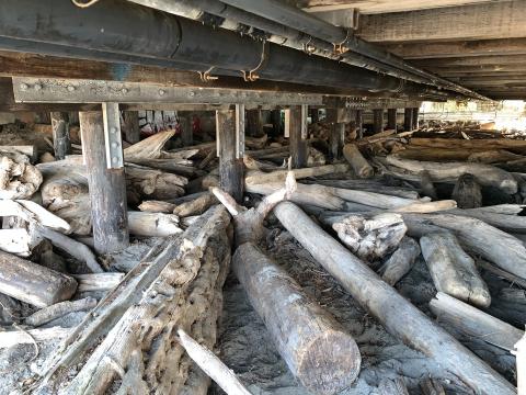 Logs under the Fauntleroy Ferry Terminal 