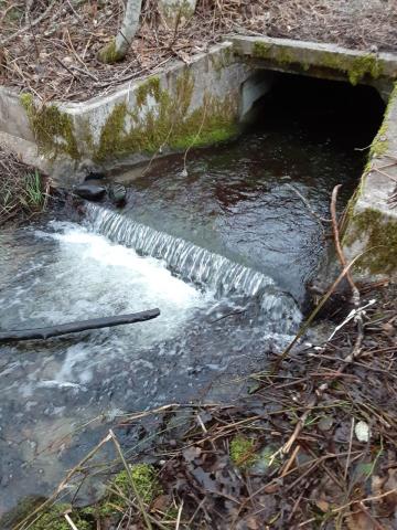 A photo of the culvert that carries Skunk Creek under SR 202.