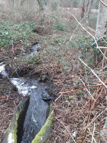 A photo of a culvert that carries an unnamed tributary to Skunk Creek under SR 202
