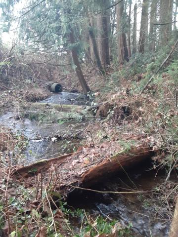 This photo shows the unnamed tributary to the Snoqualmie River that crosses under SR 203