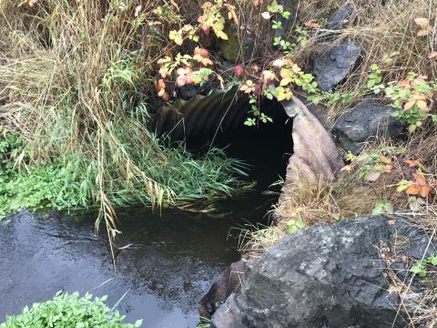 A culvert at Chimacum Creek will be replaced with a fish-friendly structure.
