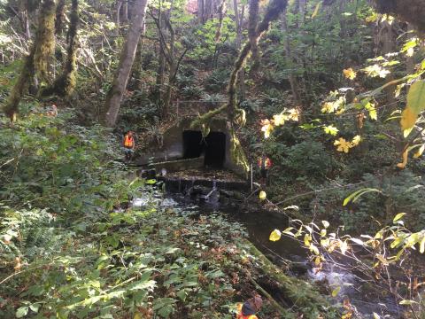 A photo of a culvert at Ennis Creek beneath US 101 in Port Angeles. Removing the existing culvert will provide fish access to an additional 5.56 miles of habitat upstream of the crossing