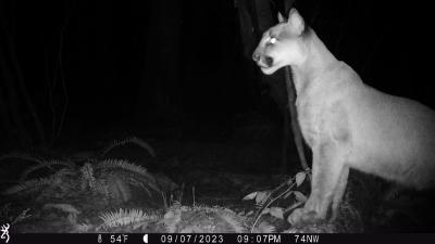 A photo taken by a remotely triggered trail camera in the Northern Linkage Zone showing a male cougar perched on a log, intently looking towards I-5 from approximately 100 ft away.