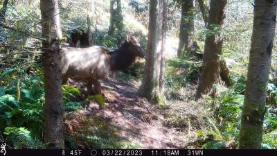 A photo taken by a remotely triggered trail camera in the Southern Linkage Zone showing a female elk utilizing sun dappled forest land within the I-5 right of way.