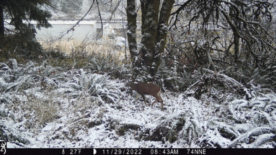 An animated image created using a series of images from a remotely triggered trail camera showing black-tailed deer utilizing snow covered forest land in the I-5 right of way while traffic whizzes by in the background.