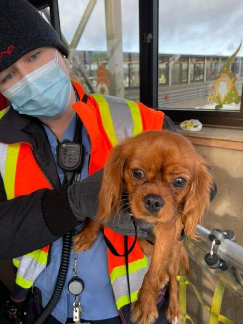 Ferry crewmember holding up a dog