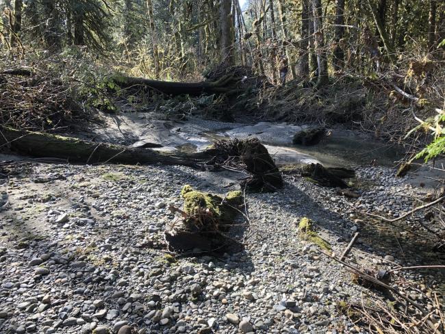 Existing side channel within the Skagit River floodplain that could be enhanced to improve fish habitat. February 2020.