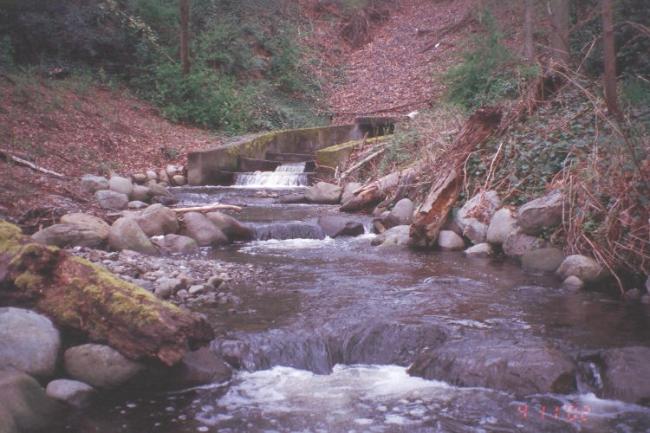 A picture showing the Thornton Creek fish ladder.