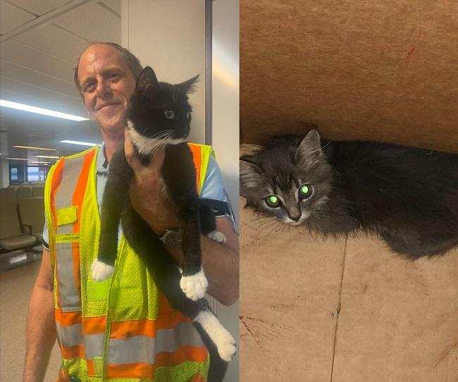 Cat honored by police for leading to rescue of man stuck in canal