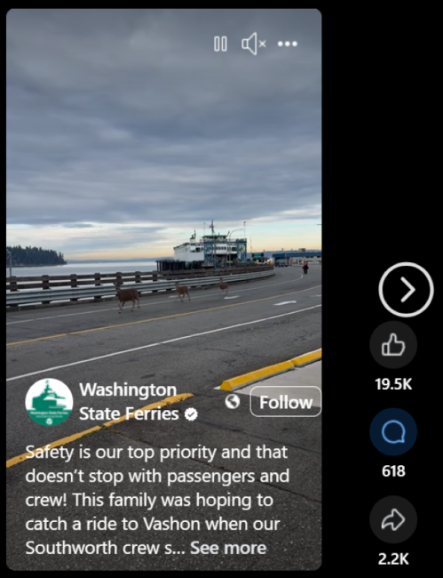 Screenshot of Washington State Ferries Facebook video reel of deer at a terminal with text, "Safety is our top priority and that doesn’t stop with passengers and crew! This family was hoping to catch a ride to Vashon when our Southworth crew s... See more"